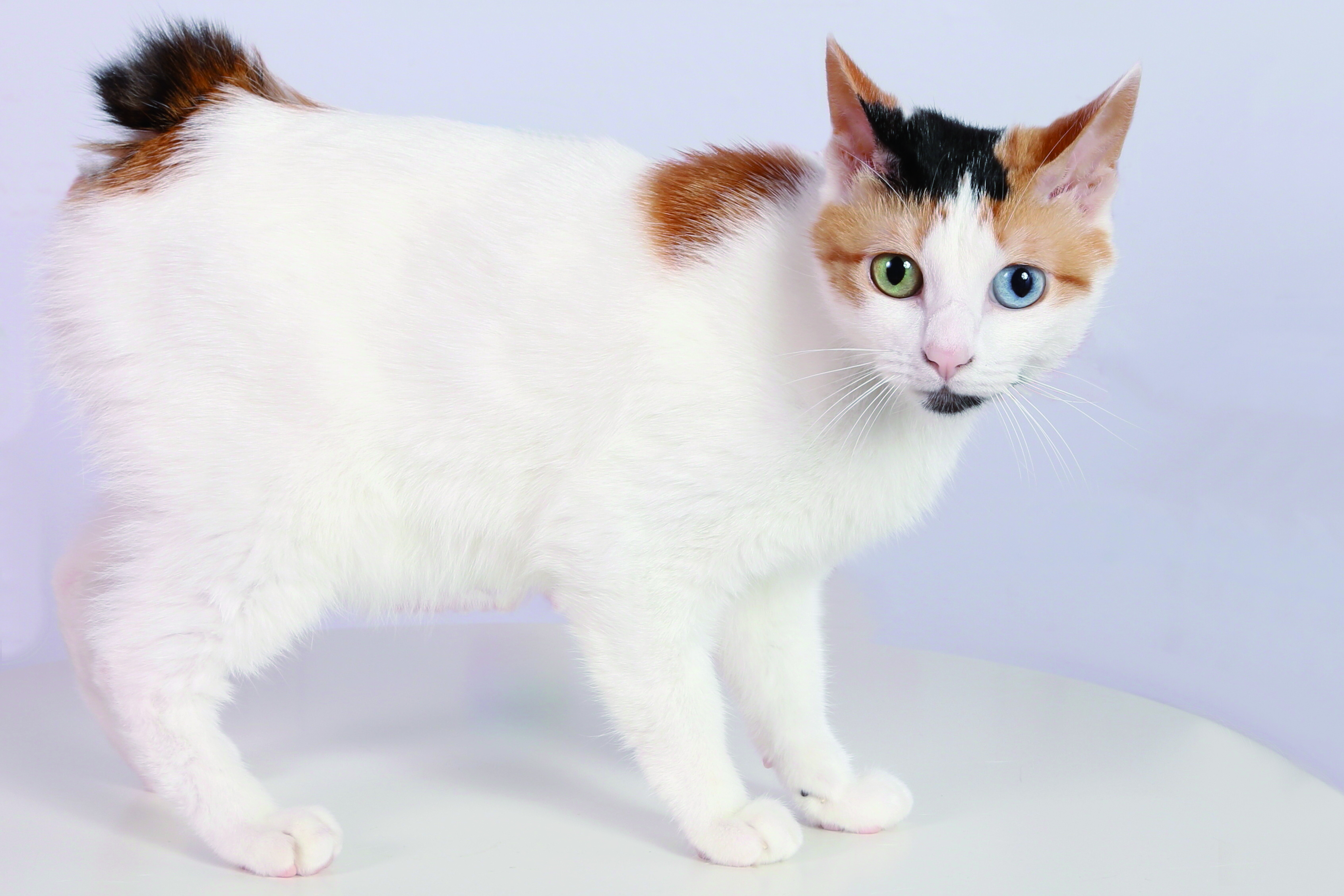 Japanese bobtail longhair store cat